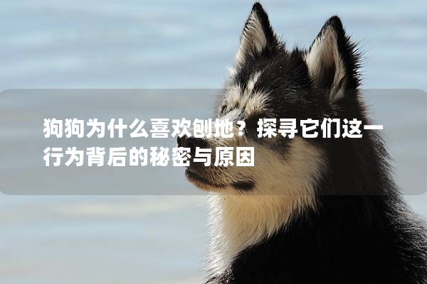 狗狗為什么喜歡刨地？探尋它們這一行為背后的秘密與原因