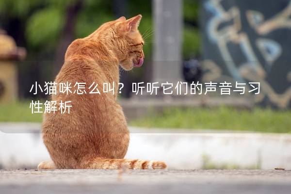 小貓咪怎么叫?聽聽它們的聲音與習性解析 小貓咪怎么叫?聽聽它們的聲音與習性解析