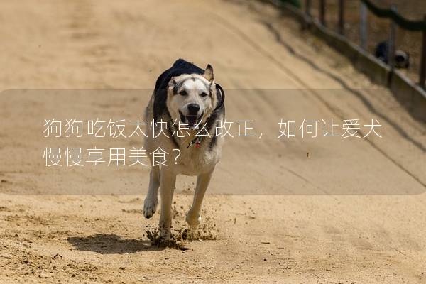 狗狗吃飯太快怎么改正，如何讓愛犬慢慢享用美食？