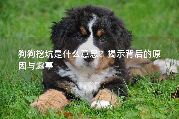 狗狗挖坑是什么意思？揭示背后的原因與趣事