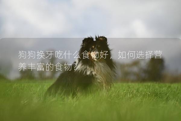 狗狗換牙吃什么食物好，如何選擇營養豐富的食物？