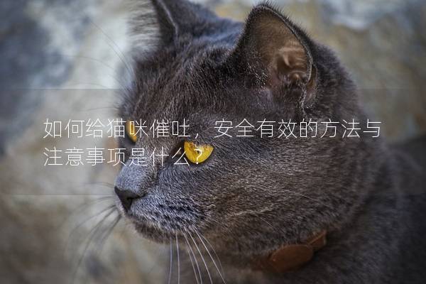 如何給貓咪催吐，安全有效的方法與注意事項(xiàng)是什么？