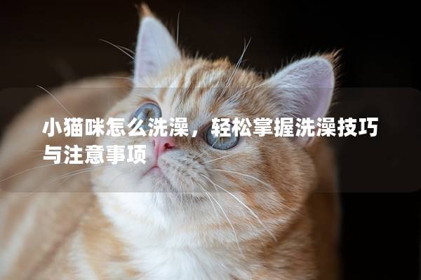 小貓咪怎么洗澡，輕松掌握洗澡技巧與注意事項