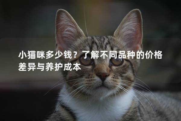 小貓咪多少錢？了解不同品種的價格差異與養(yǎng)護(hù)成本