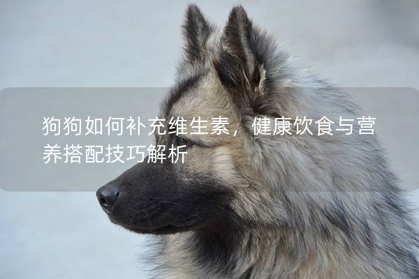 狗狗如何補充維生素，健康飲食與營養(yǎng)搭配技巧解析