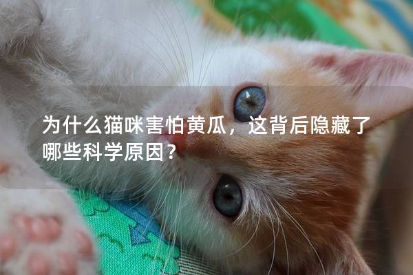 為什么貓咪害怕黃瓜，這背后隱藏了哪些科學原因？