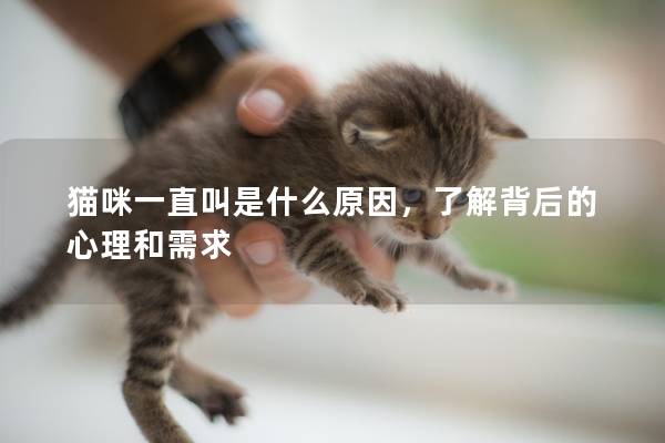 貓咪一直叫是什么原因，了解背后的心理和需求