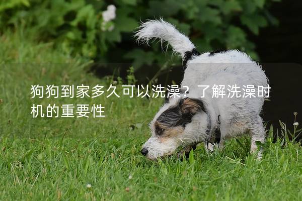 狗狗到家多久可以洗澡？了解洗澡時(shí)機(jī)的重要性