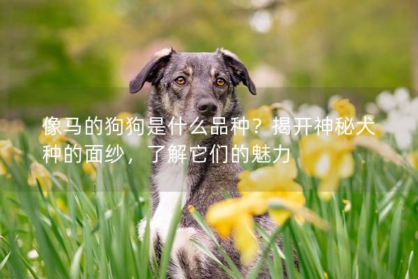 像馬的狗狗是什么品種?揭開神秘犬種的面紗,了解它們的魅力 像馬的狗狗是什么品種?揭開神秘犬種的面紗,了解它們的魅力