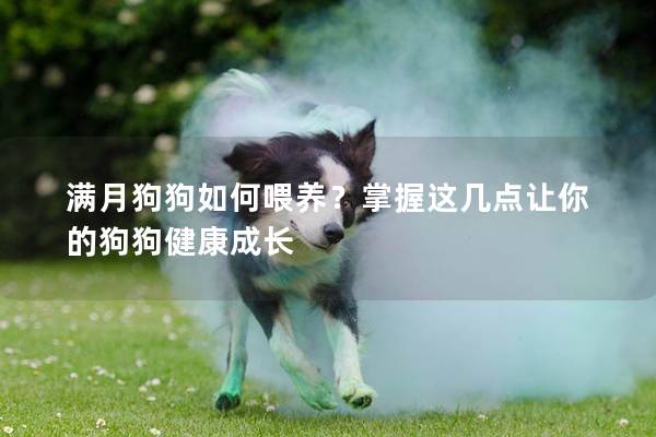 滿月狗狗如何喂養?掌握這幾點讓你的狗狗健康成長