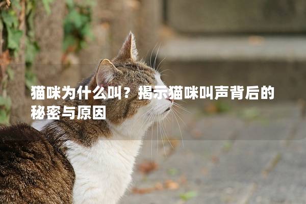 貓咪為什么叫？揭示貓咪叫聲背后的秘密與原因