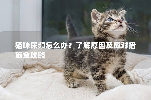 貓咪尿頻怎么辦？了解原因及應對措施全攻略
