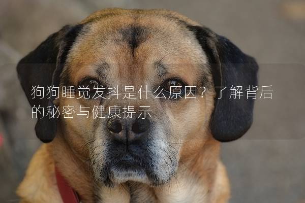 狗狗睡覺發抖是什么原因？了解背后的秘密與健康提示