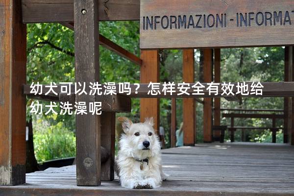 幼犬可以洗澡嗎?怎樣安全有效地給幼犬洗澡呢 幼犬可以洗澡嗎?怎樣安全有效地給幼犬洗澡呢