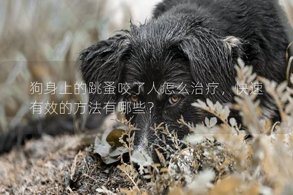 狗身上的跳蚤咬了人怎么治療，快速有效的方法有哪些？
