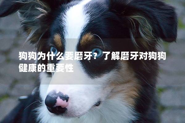狗狗為什么要磨牙？了解磨牙對狗狗健康的重要性