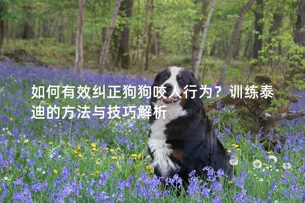 如何有效糾正狗狗咬人行為?訓練泰迪的方法與技巧解析 如何有效糾正狗狗咬人行為?訓練泰迪的方法與技巧解析