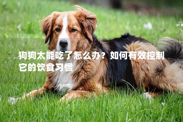 狗狗太能吃了怎么辦？如何有效控制它的飲食習慣