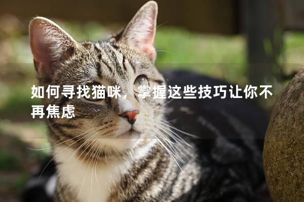 如何尋找貓咪，掌握這些技巧讓你不再焦慮