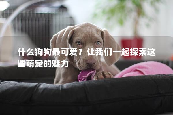 什么狗狗最可愛？讓我們一起探索這些萌寵的魅力