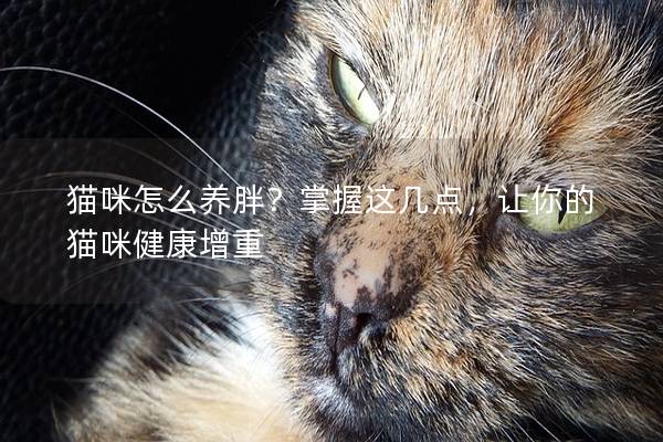貓咪怎么養胖？掌握這幾點，讓你的貓咪健康增重