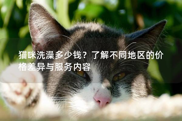 貓咪洗澡多少錢?了解不同地區的價格差異與服務內容