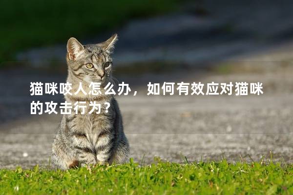 貓咪咬人怎么辦，如何有效應(yīng)對貓咪的攻擊行為？