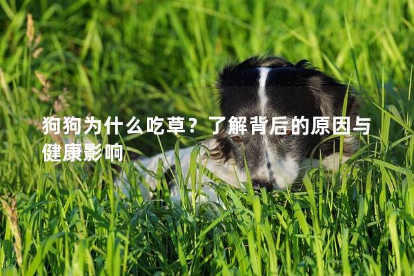狗狗為什么吃草？了解背后的原因與健康影響