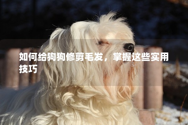 如何給狗狗修剪毛發，掌握這些實用技巧