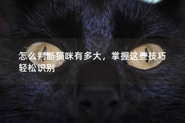 怎么判斷貓咪有多大，掌握這些技巧輕松識別