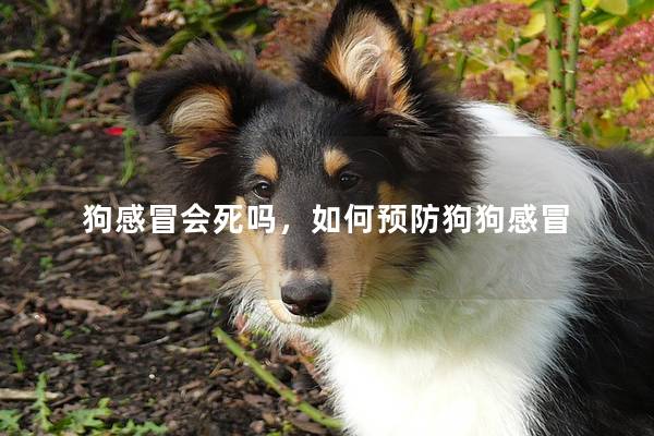 狗感冒會死嗎,如何預防狗狗感冒 狗感冒會死嗎,如何預防狗狗感冒