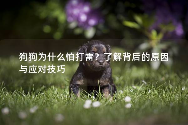 狗狗為什么怕打雷？了解背后的原因與應對技巧
