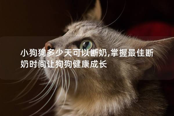 小狗狗多少天可以斷奶,掌握最佳斷奶時間讓狗狗健康成長