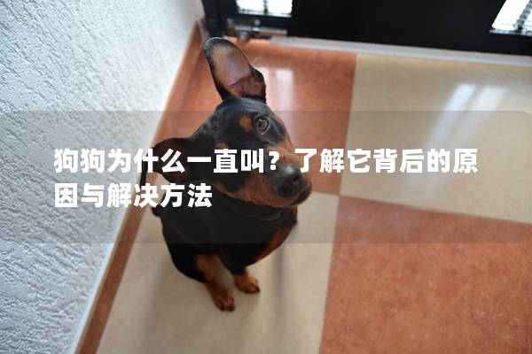 狗狗為什么一直叫?了解它背后的原因與解決方法 狗狗為什么一直叫?了解它背后的原因與解決方法