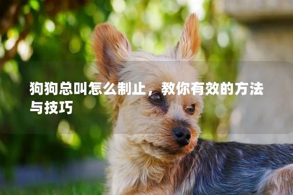 狗狗總叫怎么制止，教你有效的方法與技巧