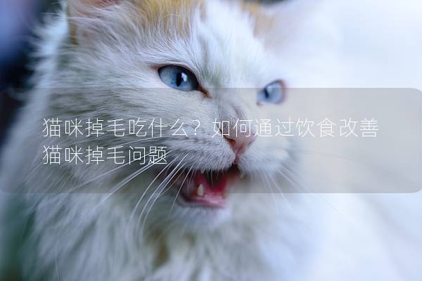 貓咪掉毛吃什么？如何通過(guò)飲食改善貓咪掉毛問(wèn)題
