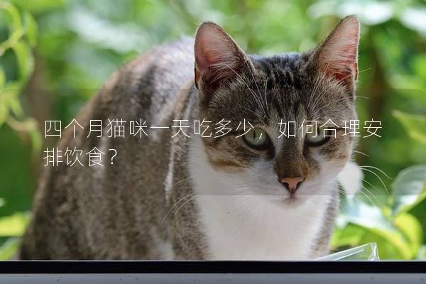 四個(gè)月貓咪一天吃多少，如何合理安排飲食？
