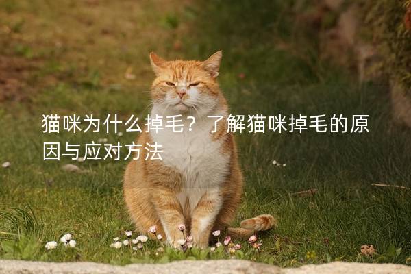 貓咪為什么掉毛？了解貓咪掉毛的原因與應對方法