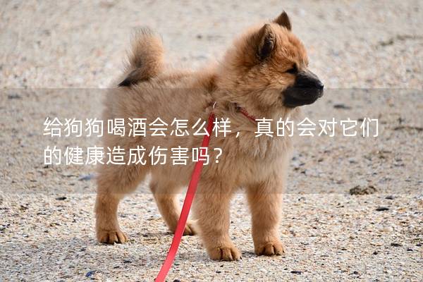 給狗狗喝酒會怎么樣，真的會對它們的健康造成傷害嗎？