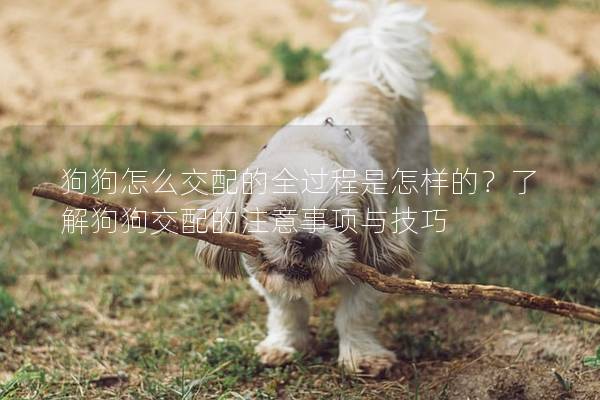 狗狗怎么交配的全過程是怎樣的？了解狗狗交配的注意事項與技巧