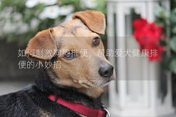 如何刺激狗狗排便，幫助愛(ài)犬健康排便的小妙招