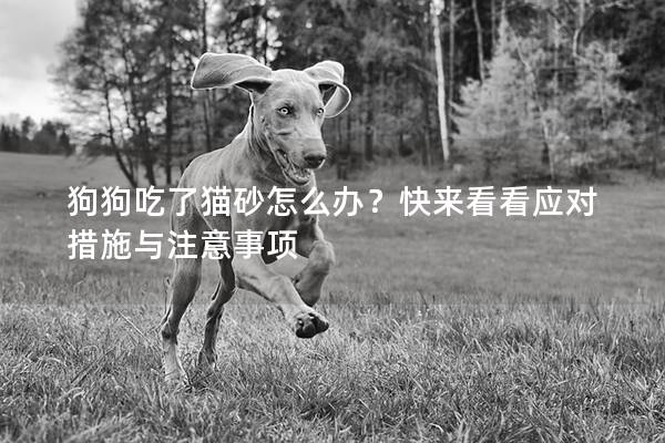 狗狗吃了貓砂怎么辦?快來看看應對措施與注意事項 狗狗吃了貓砂怎么辦?快來看看應對措施與注意事項