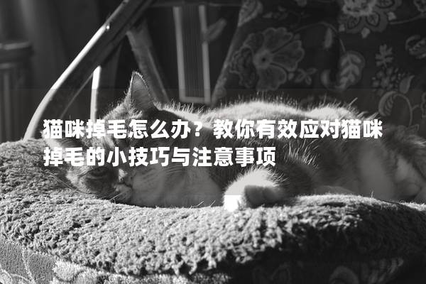 貓咪掉毛怎么辦？教你有效應對貓咪掉毛的小技巧與注意事項