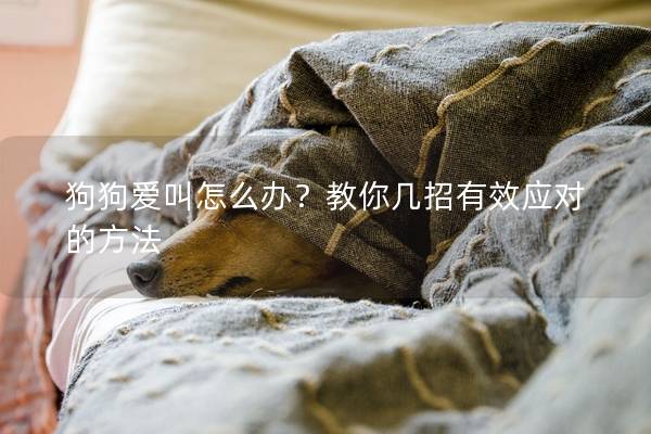 狗狗愛叫怎么辦？教你幾招有效應(yīng)對(duì)的方法