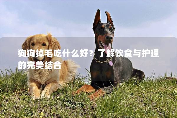 狗狗掉毛吃什么好？了解飲食與護(hù)理的完美結(jié)合