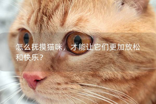 怎么撫摸貓咪，才能讓它們更加放松和快樂？