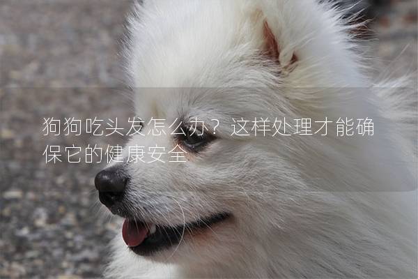 狗狗吃頭發怎么辦？這樣處理才能確保它的健康安全