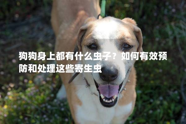 狗狗身上都有什么蟲子？如何有效預防和處理這些寄生蟲