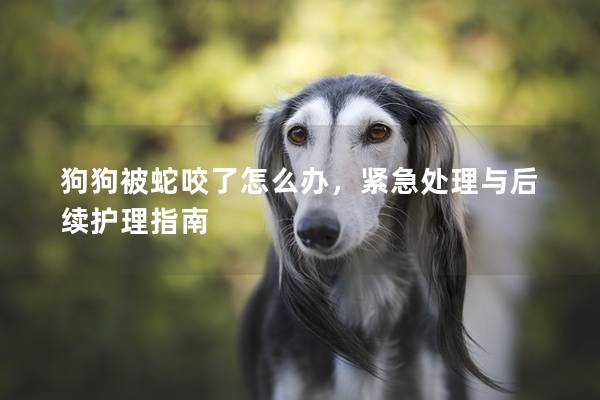 狗狗被蛇咬了怎么辦，緊急處理與后續護理指南