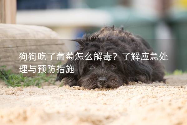 狗狗吃了葡萄怎么解毒？了解應急處理與預防措施